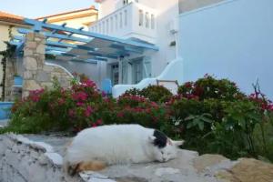 Stella's traditional house., Alonnisos town