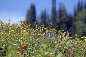 The Pinnacles Suites & Townhomes, Silver Star Mountain