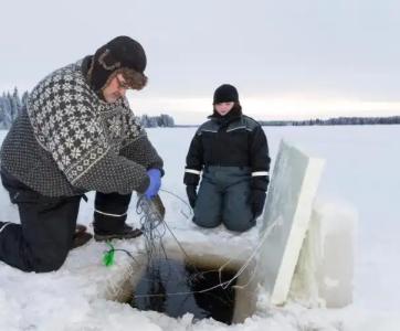 Arctic Fox Igloos - 8