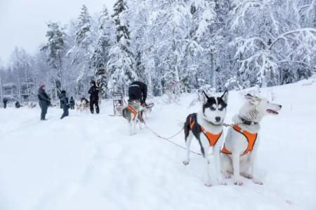 Arctic Fox Igloos - 32