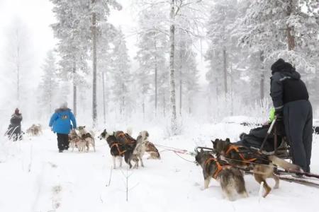 Arctic Fox Igloos - 14