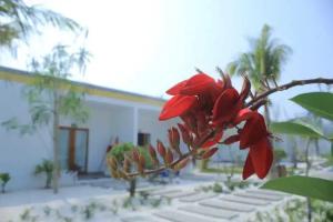 Ariya Resort, Koh Rong Island