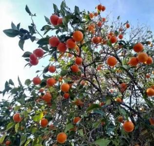 Kiriş Garden - 30