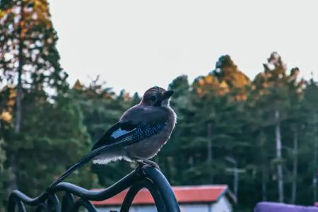 Vallicciola Nature - 27