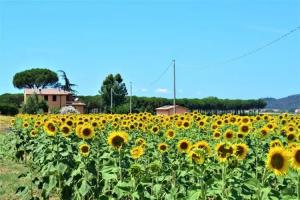 Podere 269 Mini-hotel, Castiglione della Pescaia