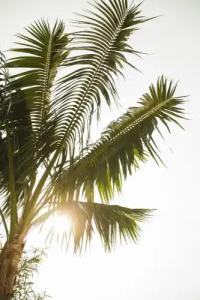 The Godfrey Hollywood - 15