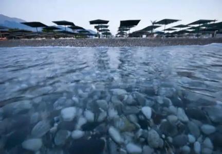 MG White Lilyum - 41