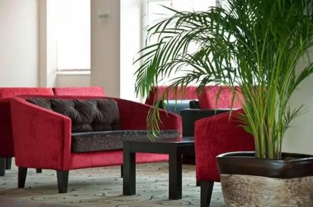 MG White Lilyum - 10