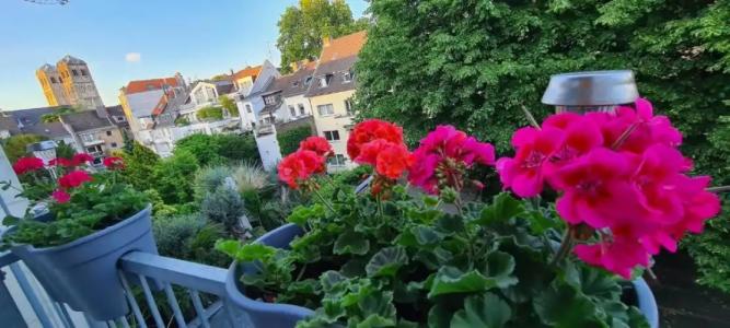 Cara Vita Cologne - 55