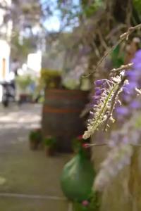 Sorrento Experience - 27