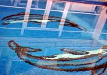 Ucem Golden Sea - 31