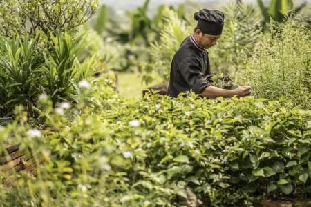 Anantara Golden Triangle Elephant Camp & Resort - SHA Certified - 21