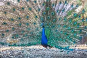 Il Gallo Con Gli Stivali, Termoli