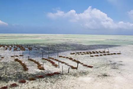 Ujamaa Beach Resort - 15