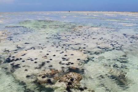 Ujamaa Beach Resort - 34