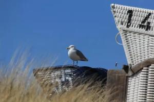 Hotel Pension Loose, Borkum