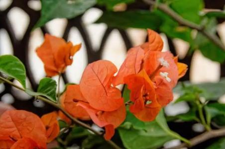 Zanzibar Palace - 131