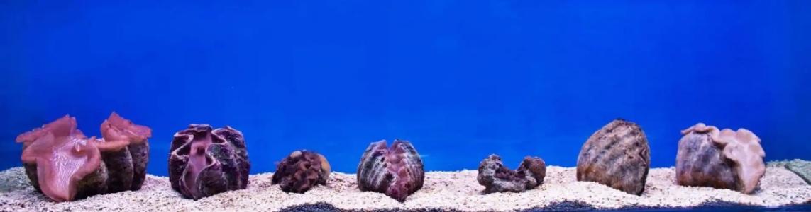 Gayana Marine Resort - 21