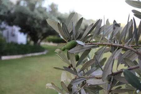 Arinnanda Cesme - 235