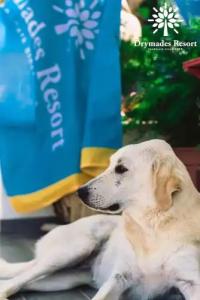 Drymades Bungalows Adults Only - 22