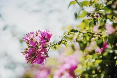 Drymades Bungalows Adults Only - 32