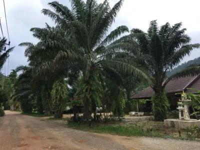 Khao Sok Palm Garden Resort - 6