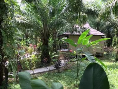 Khao Sok Palm Garden Resort - 13