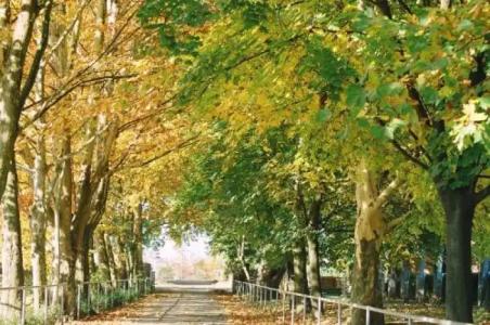 Pagony Wellness - 15