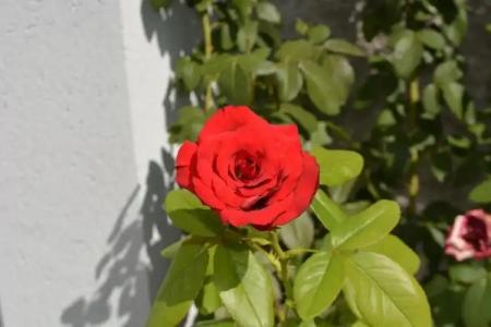 Rose Garden - 22