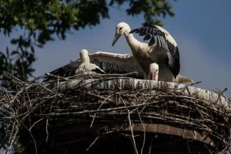 RingForellenhof - 48