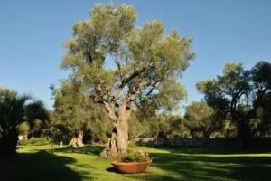 Alba Bed & Breakfast, Melendugno