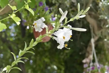 Sirincem Pension - 17