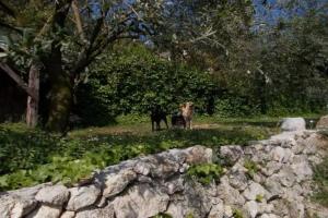 Montericco B&B, Negrar