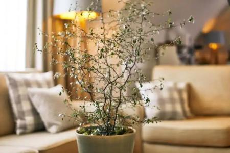 Romantik Fuchsbau - 78