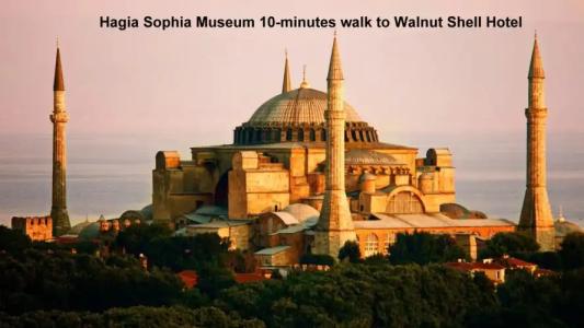 Walnut Shell - 25