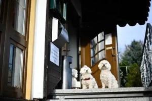 Berghotel Steiger - Pfotenurlaub, Schneeberg