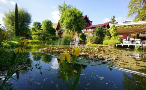 Rebstock Durbach - 48