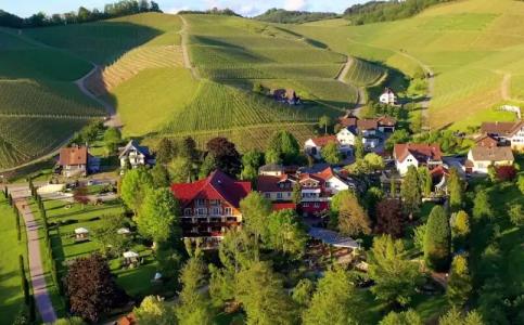 Rebstock Durbach - 49