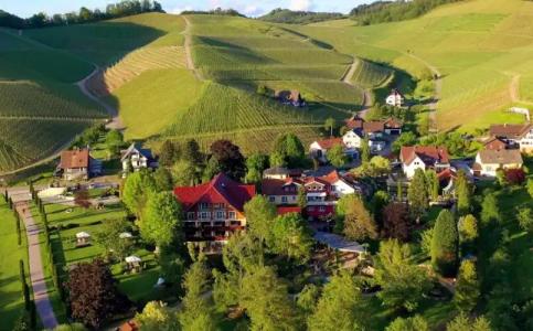 Rebstock Durbach - 42