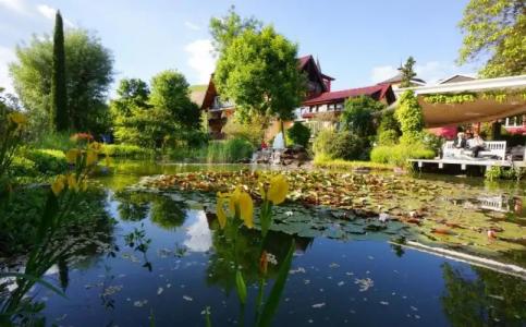 Rebstock Durbach - 31