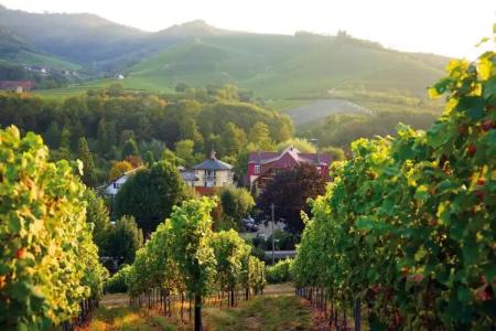 Rebstock Durbach - 9