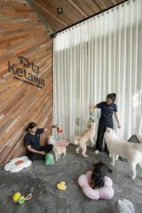 Ketawa Pet Friendly - 31