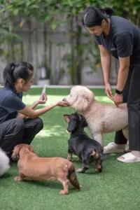 Ketawa Pet Friendly - 32