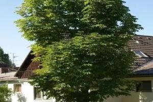 Waldhotel Stein, Bayreuth