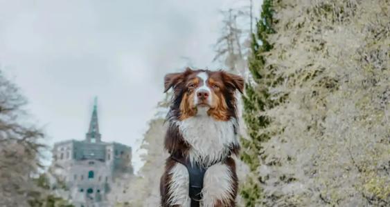 Best Western Ambassador - 25