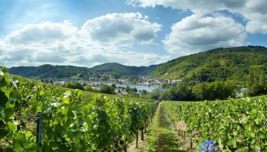 RingBömers Mosel Landhotel - 13