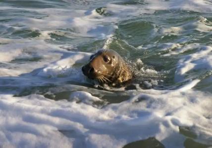 Helgoländer Klassik - 32