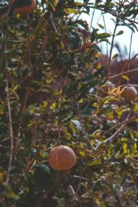 Sheikh Ali Dahab Resort - 38