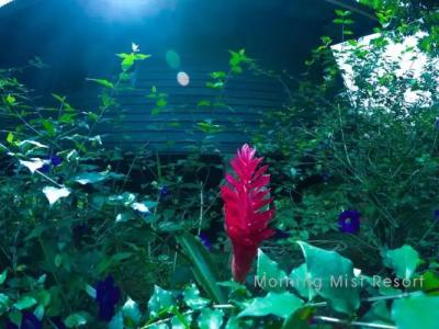 Khao Sok Morning Mist Resort - 87