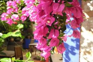 Casa Bougainvillea, Soller